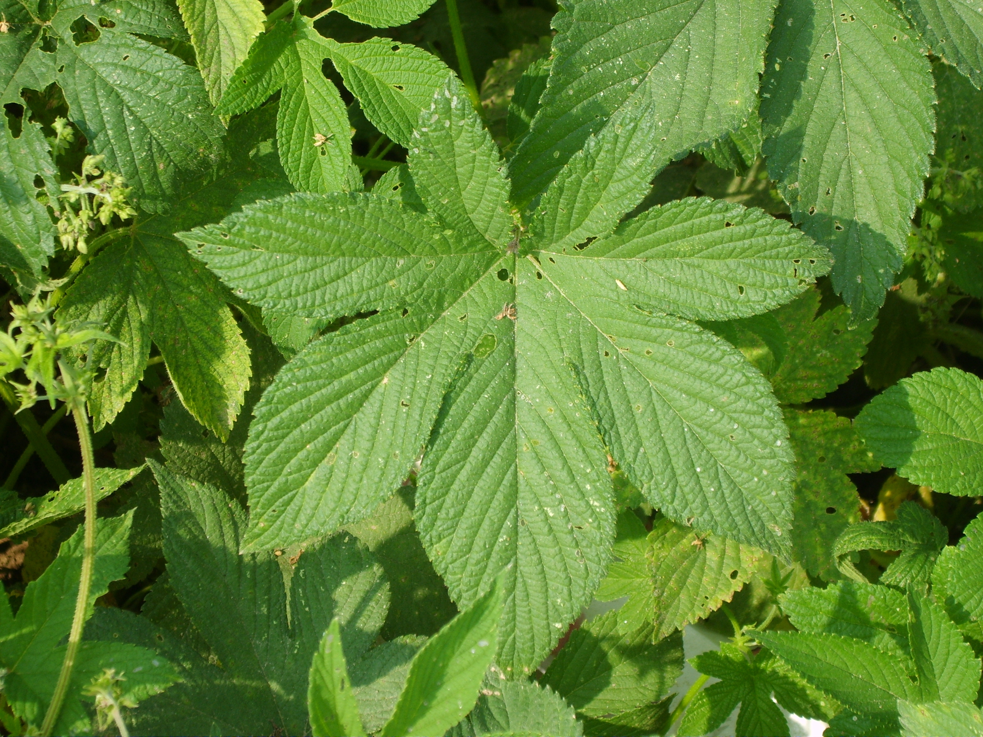 Japanese hop